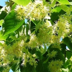 Опилки липовые оптом в Камышине от завода-производителя Лигнум Ресурс